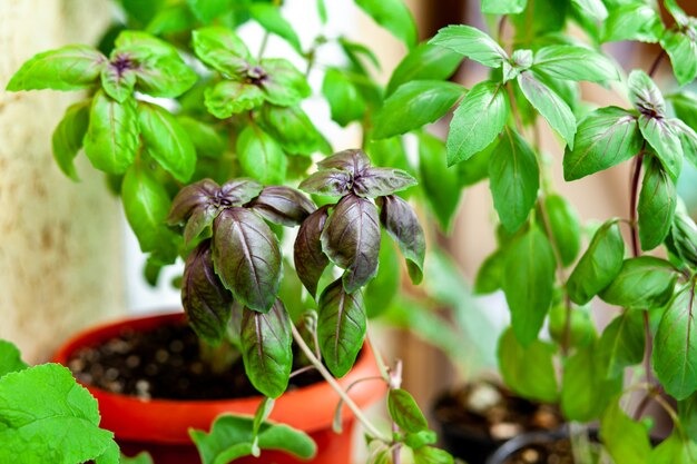 Tulsi Plant Direction at Home